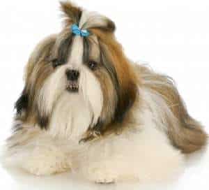 Shih Tzu Dog with a blue bow in its hair