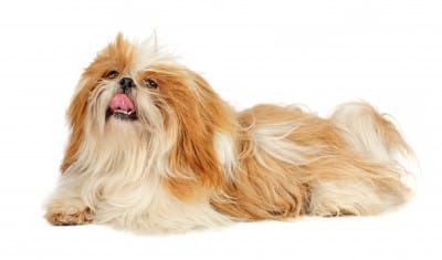 Shih Tzu Dog lying down, against a white background