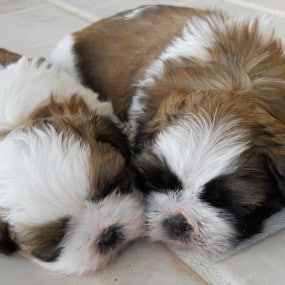 Two Shih Tzu puppies lying down on a floor indoors