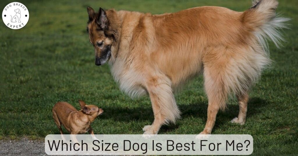 Sizes Of Dogs: Which Size Is Best For Me?