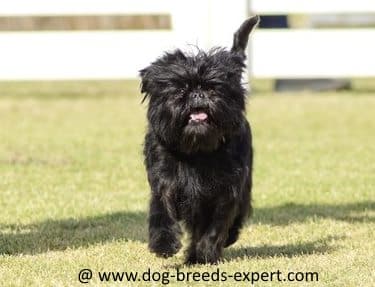 A black Affenpinscher dog running outdoors