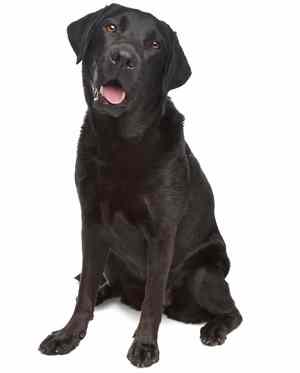 A black Labrador sitting down looking at the camera, against a white background