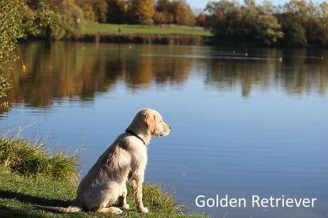 A Golden Retriever dog sitting on a grass bank beside a lake