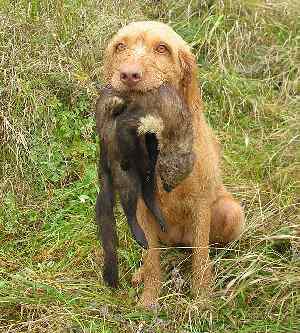 A Wiredhaired Vizsla sitting down in a field with a game bird in its mouth