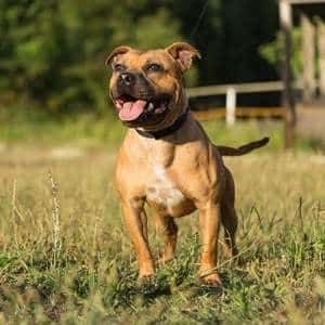 A Staffordshire Bull Terrier standing in a grassy paddock with a fence in the background