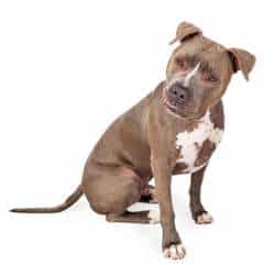 A Staffordshire Bull Terrier sitting down, looking at the camera, against a white background