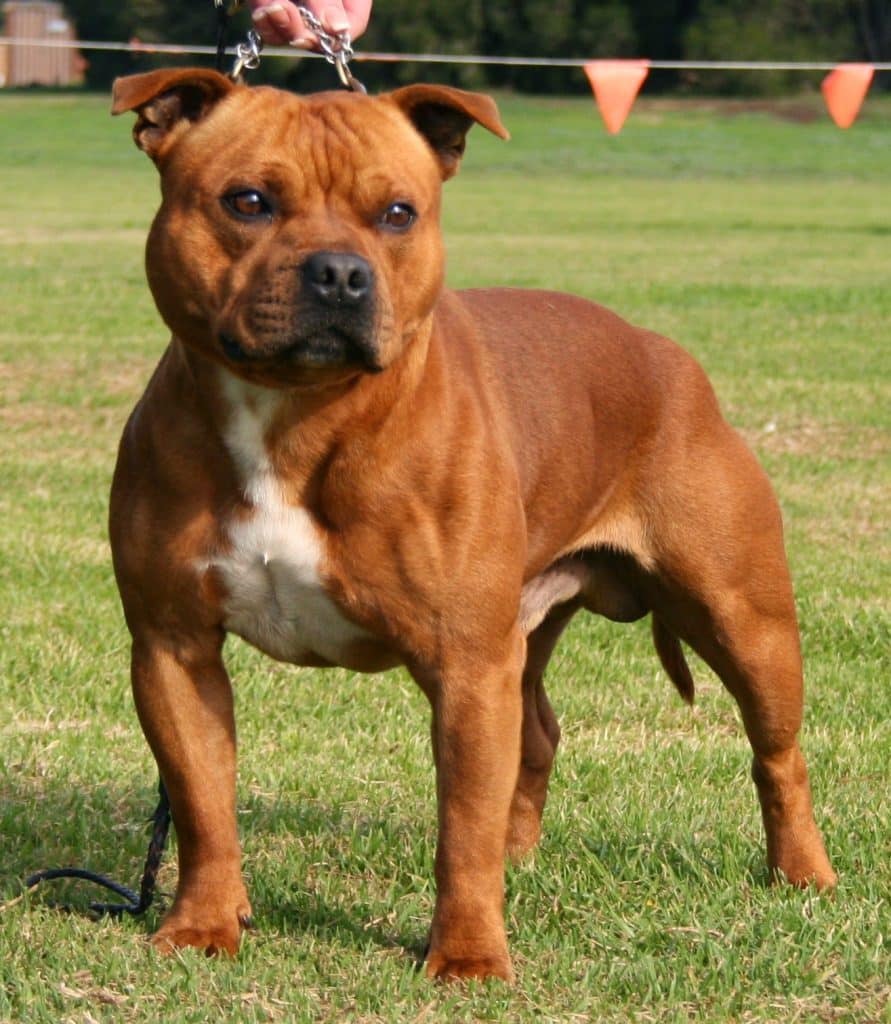 A Staffordshire bull terrier standing in a grass field