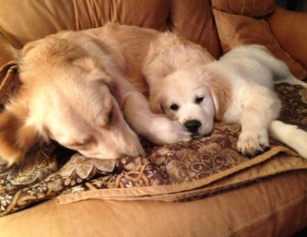 Goldnote Golden Retrievers Ontario