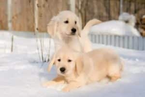 Best Golden Retriever Breeders in Pennsylvania