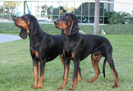 Two Black and Tan Coonhounds standing on a grass lawn, with a modern house in the background.