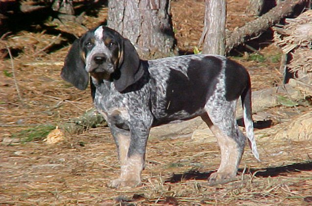 A Bluetick Coonhound standing on dry brown grass in an autumn wood.