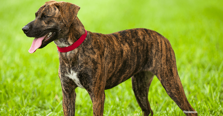 A brindle Plott Hound standing in a green grass field