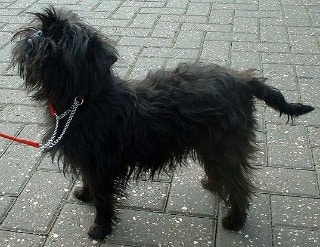 A black Affenpinscher dog standing on a pavement, looking up to the left