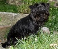 A black Affenpinscher dog sitting in the garden