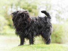 A black Affenpinscher dog standing in the garden