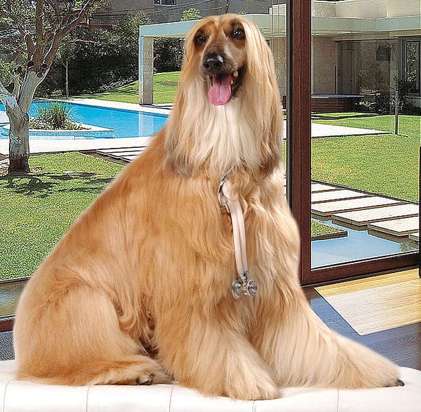 Afghan Hound sitting in the garden with a swimming pool in the background