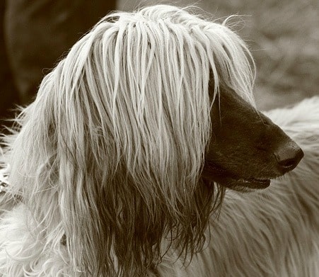 Afghan Hound head close up, in black and white