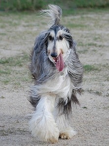 A black and grey Afghan Hound running across a field, towards the camera