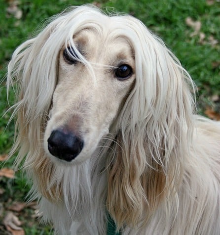 A pale Afghan hound head, looking at the camera