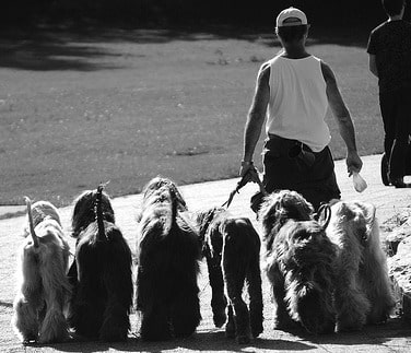 A black and white image of a man walking 6 Afghan Hounds on the street, from the rear