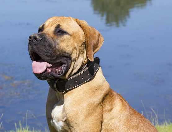 African Boerboel dog head and shoulders in front of a blue lake, with its tongue hanging out