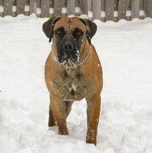 An African Boerboel dog standing in the snow in a garden