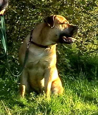 An African Boerboel sitting on grass in a garden, looking back over its shoulder