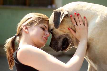 A young girl touching heads with an African Boerboel dog on a sunny dayBoerboel