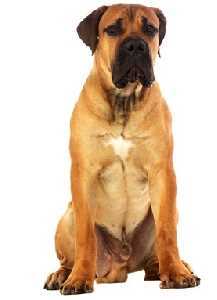 An African Boerboel dog with a white chest sitting down in a photo studio, looking at the camera, against a white background