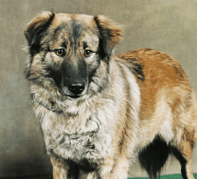 An alert Aidi dog standing for a photo in a photo studio