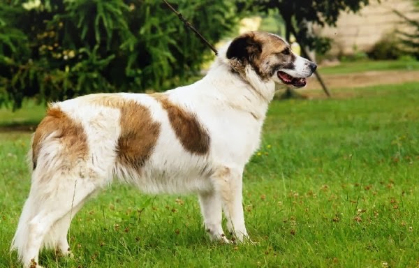 A brown and white Aidi dog standing sideways on a grass lawn