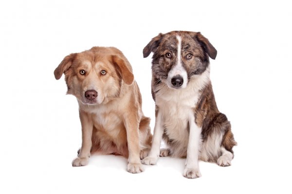 Aidi dog breed puppies posing for the camera against a white background