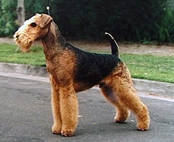 An Airedale Terrier standing on a street, looking to the left, with green shrubs in the background