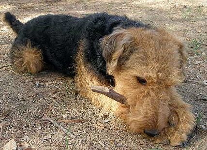 An Airedale Terrier lying down chewing a stick