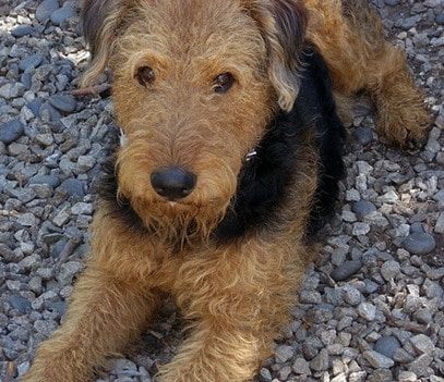 An Airedale Terrier Dog lying on gravel, looking up at the camera