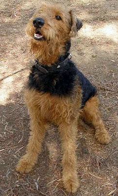 An Airedale Terrier sitting down outdoors, looking up to the left