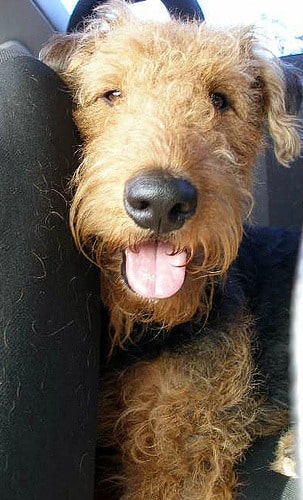 An Airedale Terrier Dog close-up of head, looking straight at the camera, with its tongue hanging out