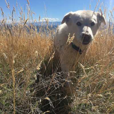 An Akbash dog puppy playing in straw on a sunny day, with blue sky in the background