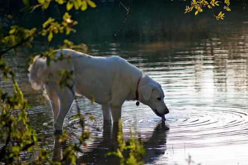 An Akbash dog drinking water from a stream at sunset