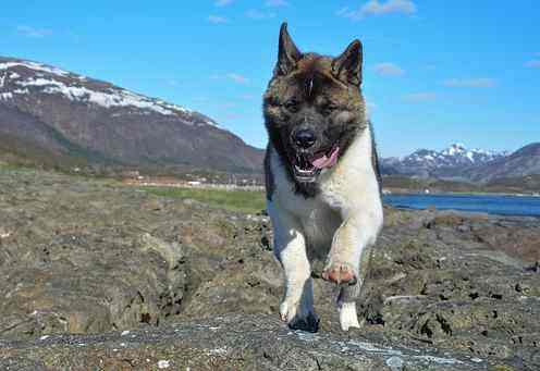 An Akita Inu dog running outdoors towards the camera, in a mountain valley