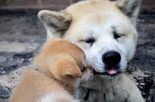 An adult Akita Inu dog nuzzling a puppy