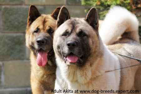 Two Adult Akita Inu dogs in the sunshine, looking at the camera