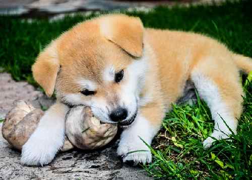 A cute Akita Inu puppy lying down, chewing a ball