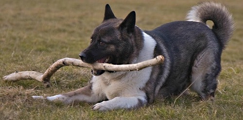 A black and white Akita Inu playing with a stick