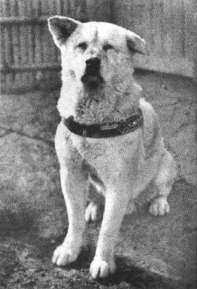 The famous Akita Inu dog, Hachiko, sitting down looking at the camera