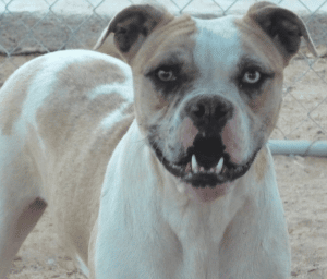 An Alapaha Blue Blood Bulldog with a blue eye looking at the camera, with its mouth open.