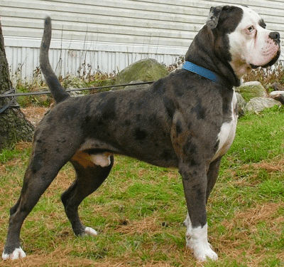 A Black Alapaha Blue Blood Bulldog standing on grass in the garden looking to the right.