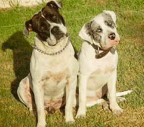 Two Alapaha Blue Blood Bulldogs sitting down in a grassy garden, looking at the camera