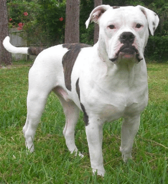 A white Alapaha Blue Blood Bulldog outdoors in the sun, standing on grass