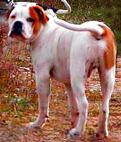 An Alapaha Blue Blood Bulldog standing in the garden, looking back over its shoulder.